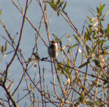 Chickadee Chestnut backed SF 11 a.JPG