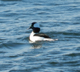 Duck Buffelhead 121711 HampVA a.JPG