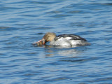 duck Merganser RB 121711 Ham VA c.JPG