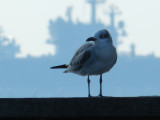 Gull Laughing 121711  c.JPG