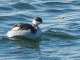 Grebe Horned 121711 HamVA  b.JPG