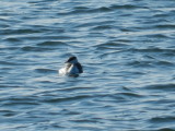 Grebe Horned 121711 HamVA  c.JPG