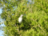 Mockingbird 121711 HamVA a.JPG