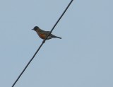 Robin 121711 HamVA .JPG