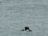 Loon Common 121711 HamVA a taking off.JPG