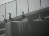 Cormorants Great creasted CBBT jan 12 b.JPG