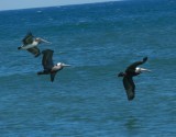 Pelicans OBX 2012 5.jpg