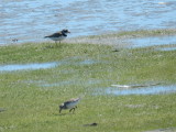 Plover and Sandpiper OBX 2012 c.JPG