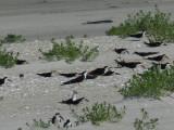 Tern Black Skimmers OBX 2012 9.jpg