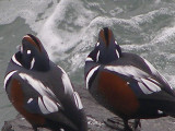 duck Harlequin  CBBT 1-08 .JPG