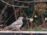 Thrush Townsend Solitare 1-08 1.JPG