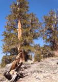 07 Bristlecone Pine 12.jpg