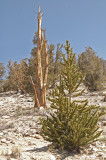 06 Bristlecone Pine 18 new  old.jpg