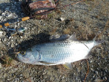 tarpon winter break Cayo Guillermo Cuba