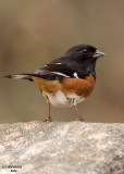 Eastern Towhee. Chesapeake, OH