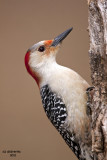 Red-bellied Woodpecker. Chesapeake, OH