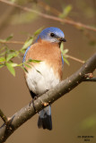 Eastern Bluebird. Chesapeake, OH