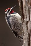 Yellow-breasted Sapsucker. Milwaukee, WI