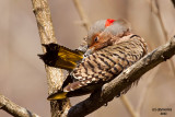 Northern Flicker. Chesapeake, OH