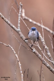 Blue-gray Gnatcatcher. Crown City Wildlife Area. OH