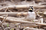 Horned Lark. Horicon Marsh. WI