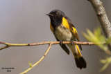 American Redstart. Southern OH
