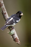 Rose-breasted Grosbeak, Chesapeake, OH