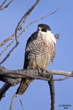 Peregrine Falcon. Horicon Marsh. WI