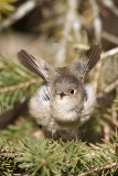 Ruby-crowned Kinglet. Lake Park, Milwaukee