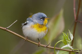 Northern Parula. Weir Nature Center. Milwaukee