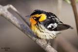 Blackburnian Warbler. Weir Nature Center. Milwaukee