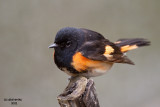 American Redstart. Weir Nature Center, Milwaukee