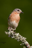 Eastern Bluebird. Chesapeake,OH