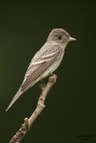 Eastern Wood-Pewee. Chesapeake, OH