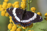 White Admiral. Northern MN.