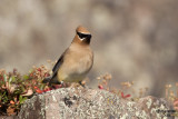 Cedar Waxwing. Split Rock St. Pk. MN