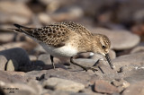 Bairds Sandpiper.  Split Rock St. Pk. MN