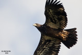 Bald Eagle. Superior, WI