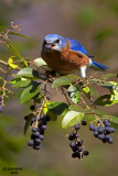 Eastern Bluebird. Chesapeake, OH