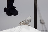 Snowy Owl. Sheboygan, WI