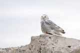 Snowy Owl. Sheboygan, WI