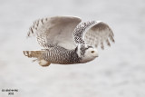 Snowy Owl. Horicon Marsh, WI
