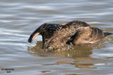 King Eider. Milwaukee, WI