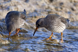 Purple Sandpipers. Racine, WI