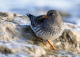 Purple Sandpiper. Racine, WI