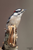 Downy Woodpecker. Chesapeake, OH