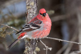 Pine Grosbeak, Sax Zim Bog. MN