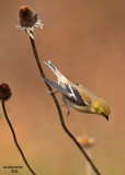 American Goldfinch. Chesapeake, OH