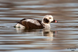 Long-tailed Duck. Milwaukee, WI