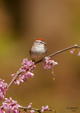 Chipping Sparrow. Chesapeake, OH